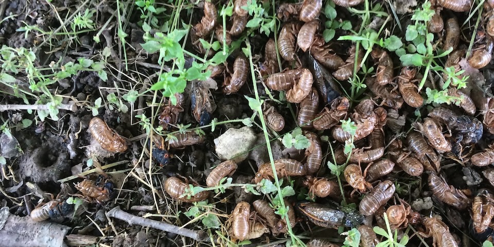 Cicada nymphs, adults, and exoskeleton castings are expected to cover the forests floors this year like they did in this photo from an emergence in 2016. (USDA Forest Service photo by Sandy Liebhold)
