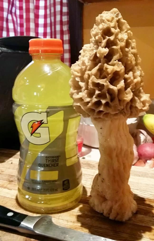 Large morel