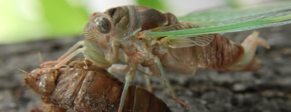 Newly emerged cicada from a 2017 emergence in Minnesota. (USDA Forest Service photo by Sjana Schanning)