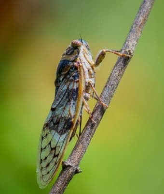 cicada feature