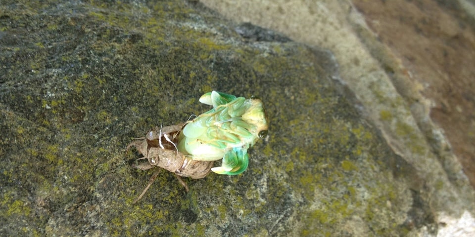 From this angle, you can see the cicada’s rostrum, the mouthpart it uses to feed on tree sap. Cicadas are unable to bite people. But if you hold a cicada, they may mistake you for a tree and poke you with their rostrum, which might hurt a little. (National Fish and Wildlife Service photo by Gary Stolz)