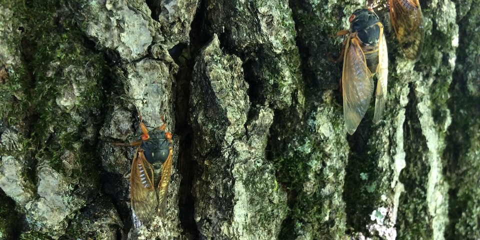 Cicadas feed on tree sap and could cause damage to a variety of young hardwood trees, including forest, shade and fruit trees such as oak, hickory, apple, birch or dogwood. We recommend covering high-value young trees with netting prior to emergence. (USDA Forest Service photo by Sandy Liebhold)