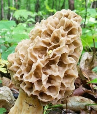 hunt for morel feature