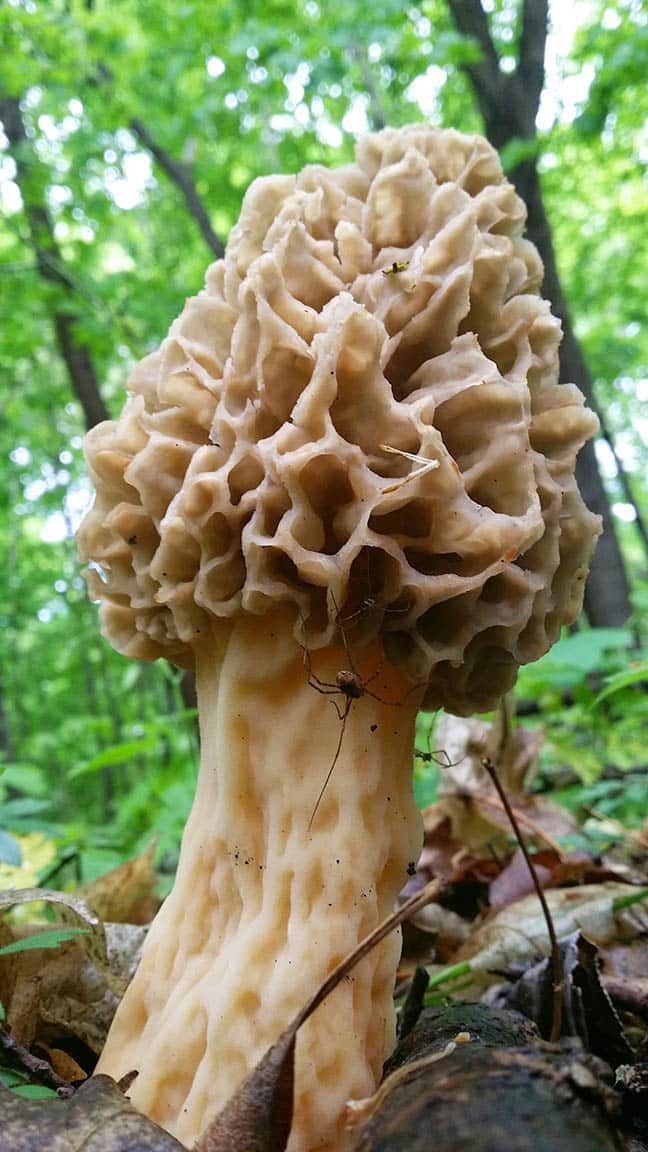 morel close up