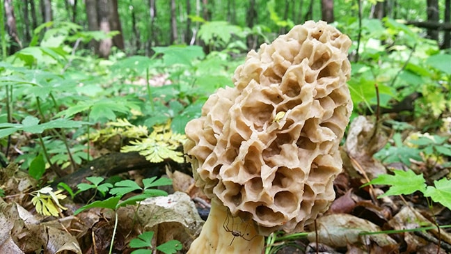morel in the woods