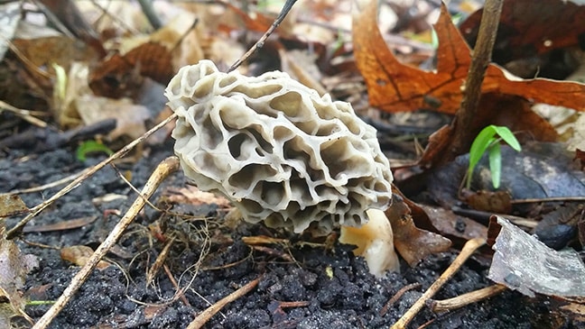 morel on the ground