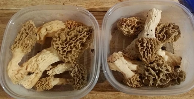 morels in containers