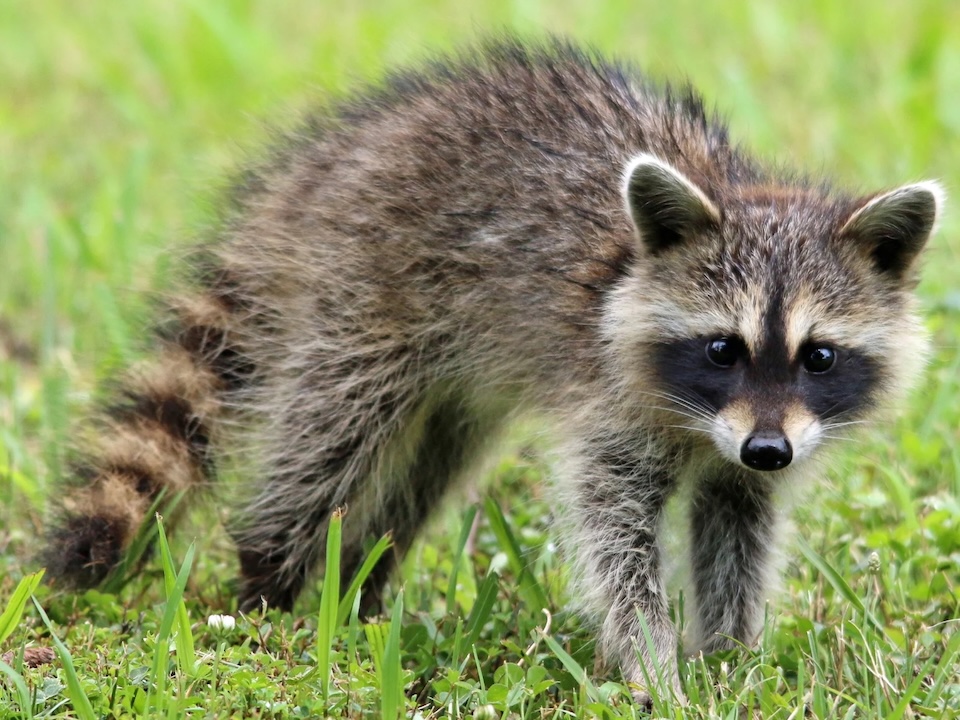 Racoon-danger-of-wild-animals Dangers of Wild Animals