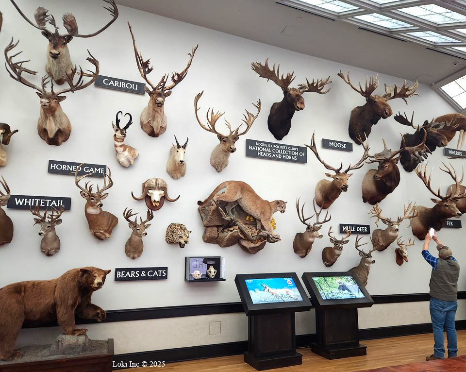 B&C National Collection of Heads and Horns