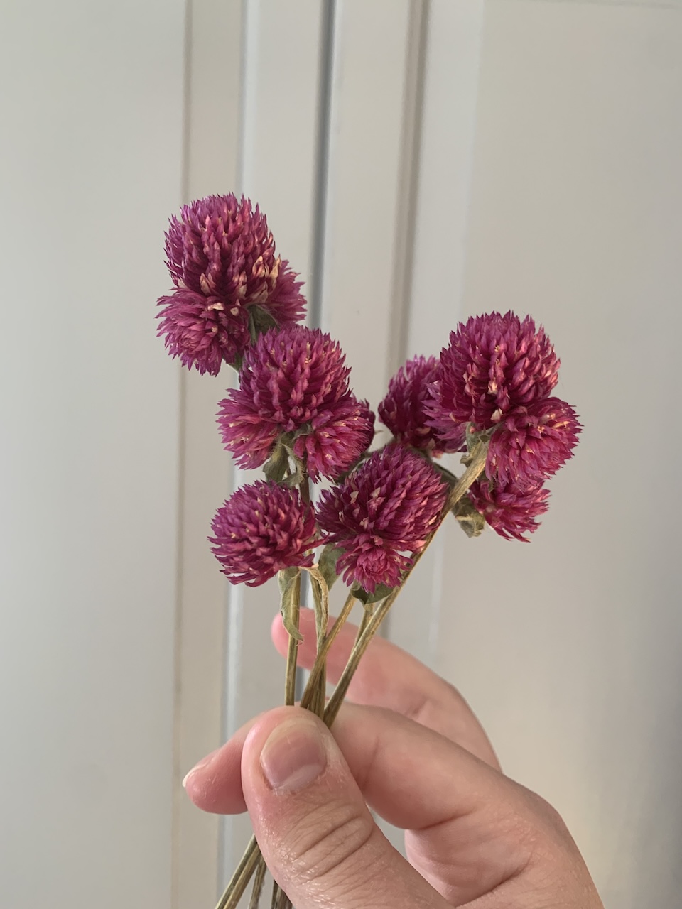 Gomphrena Dried Flowers