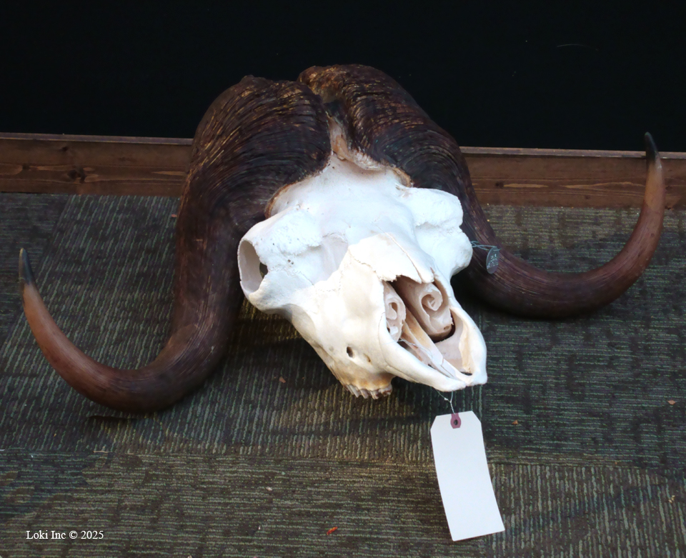 Musk ox horns and skull for scoring Boone and Crockett Club