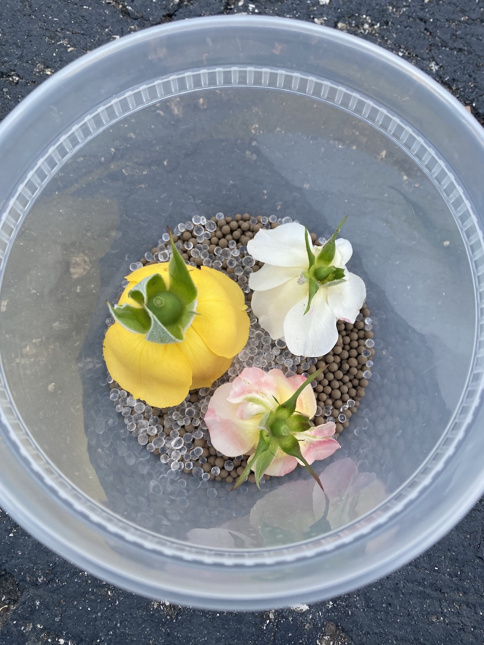 Roses in Silica Dried Flowers
