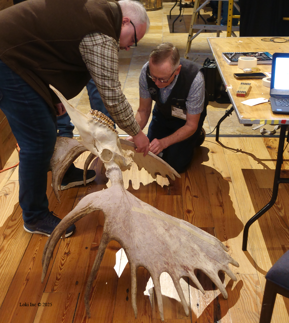 Scoring antlers