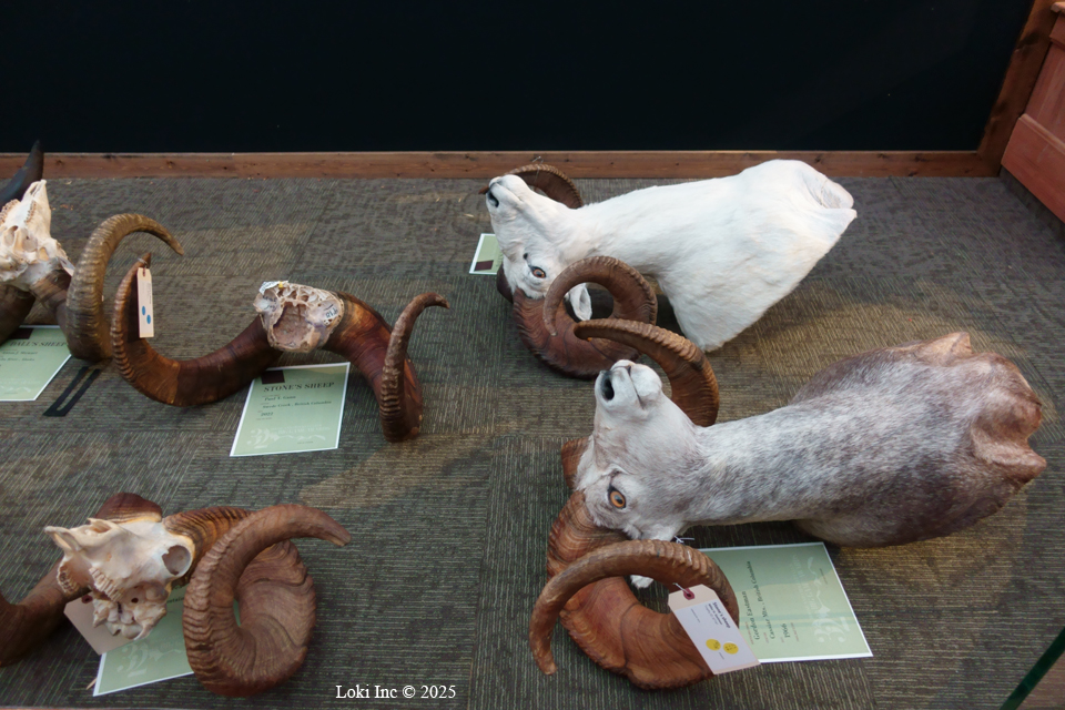 Sheep mounts and heads for scoring Boone and Crockett Club