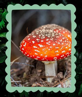 The WON Mushroom Post Roundup feature