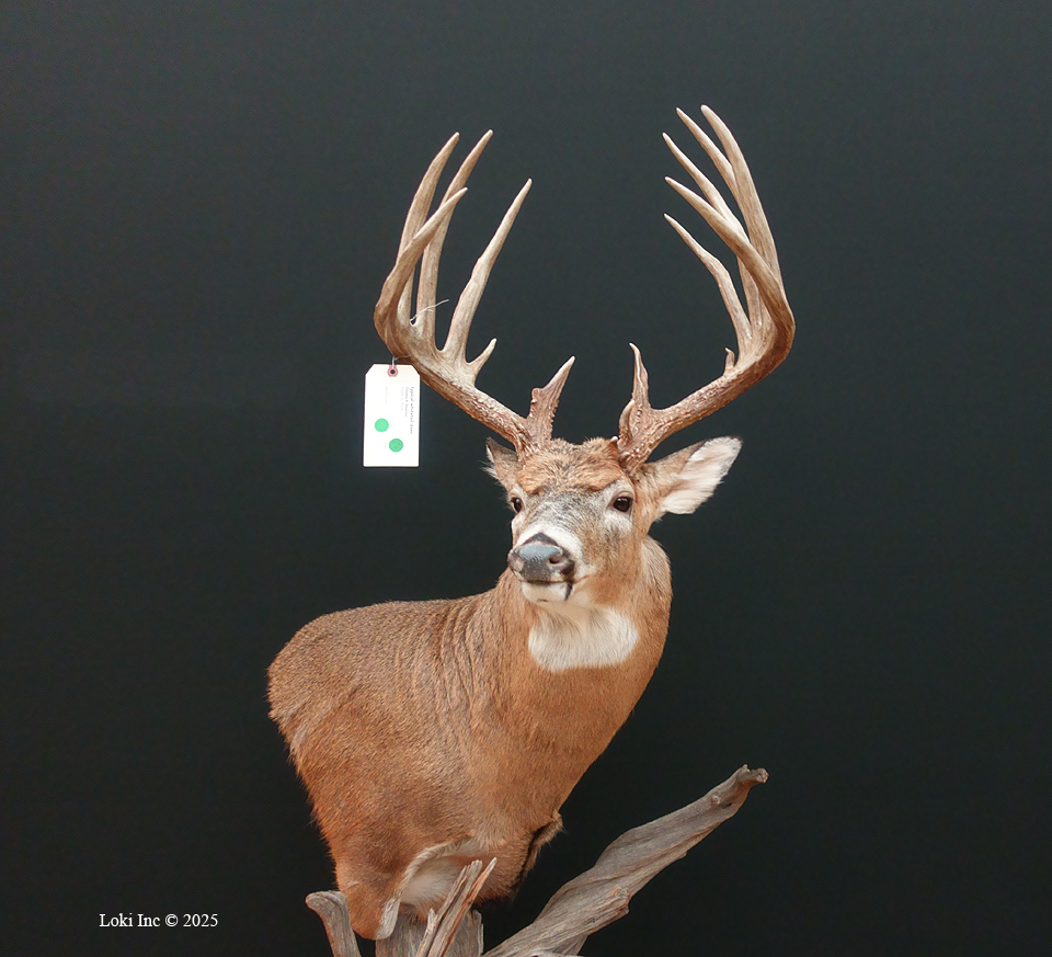 Typical whitetail deer mount for scoring Boone and Crockett Club