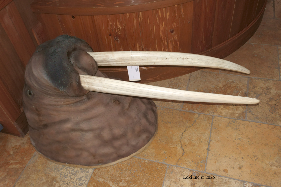 Walrus mount to be scored Boone and Crockett Club