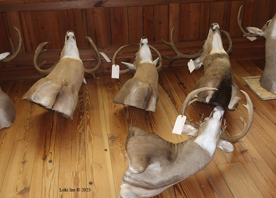 Whitetail deer mounts from youth for scoring Boone and Crockett Club