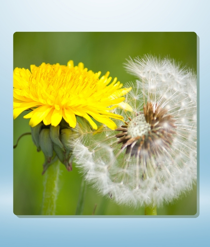 Dandelion Roundup feature