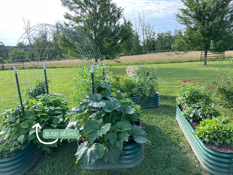 Last year's bush beans