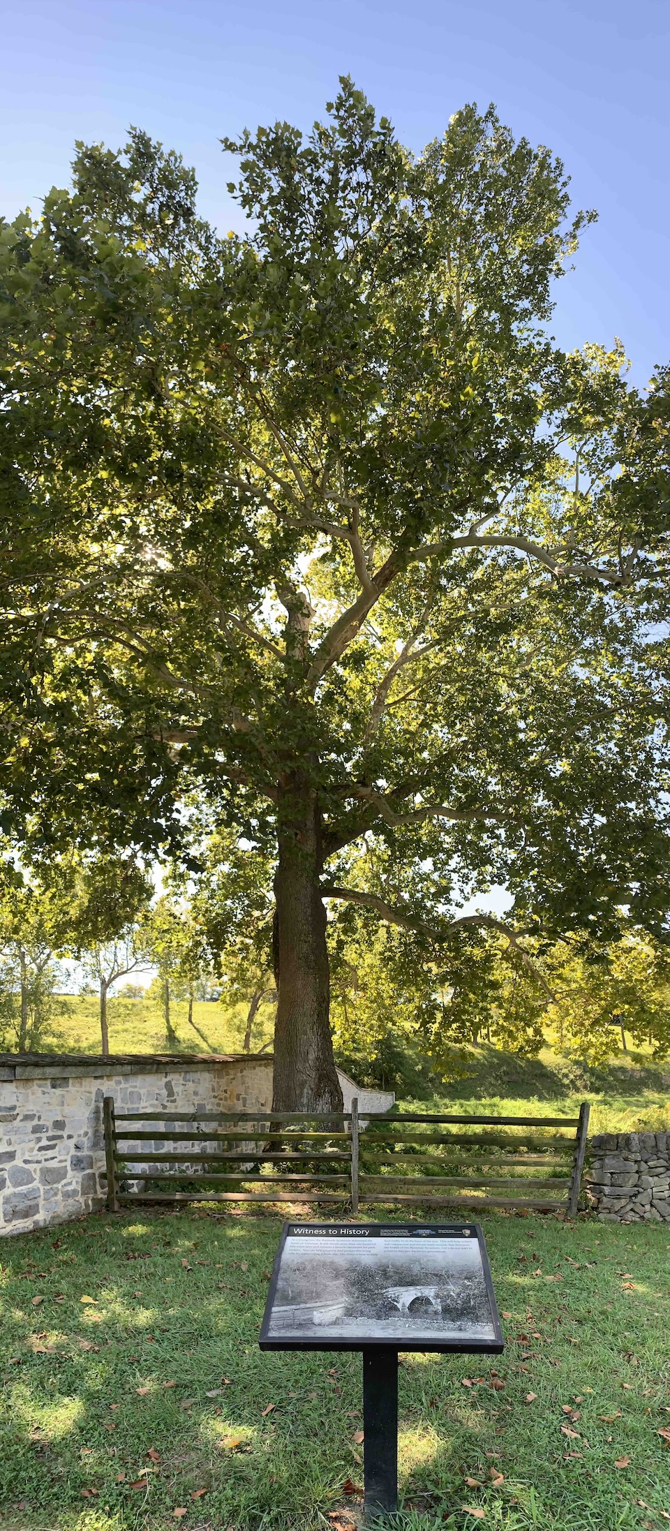 The grand Sycamore itself. 