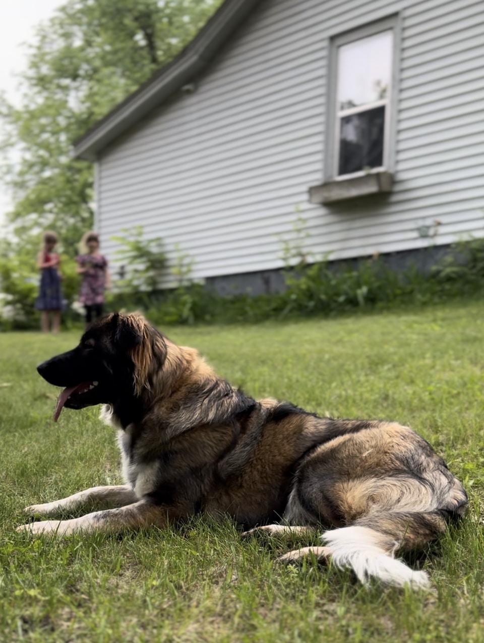 Girls-playing-in-the-yard-dog-in-foreground Introduce Children to Home Defense