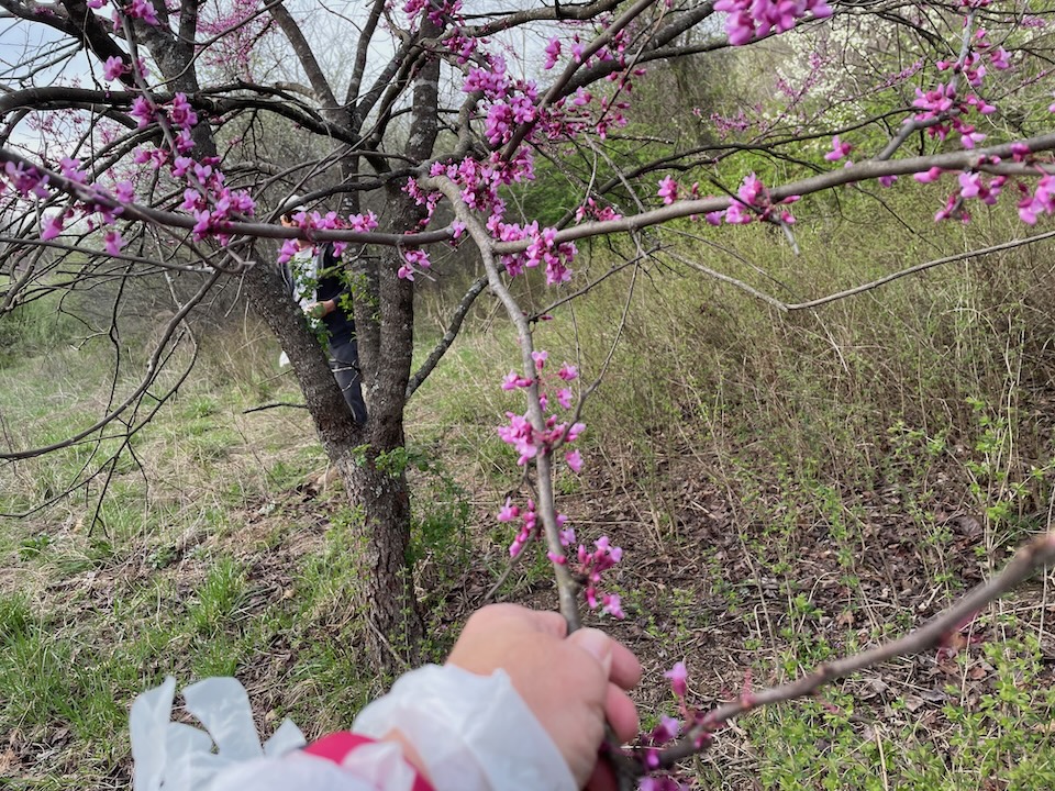 Picking redbuds