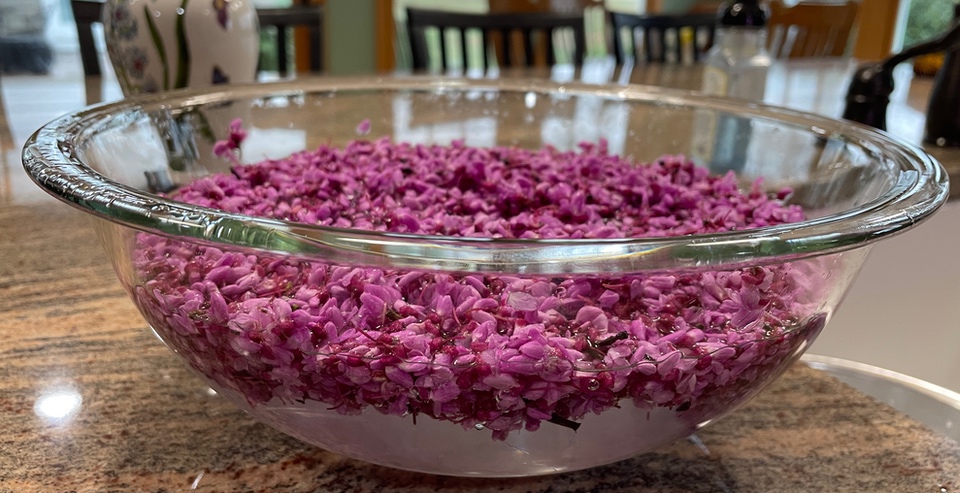 Redbud blossoms in bowl