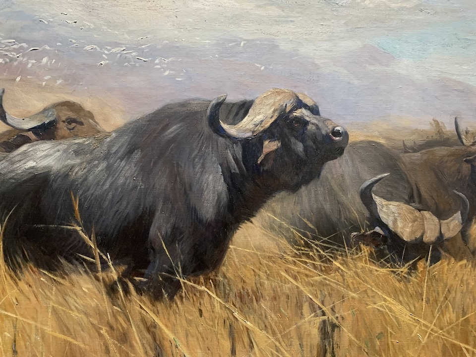 A close up of “Cape Buffalo and Cattle Egrets,” 1921, Wilhelm Kuhnert. Nelson-Atkins’ “Survival of the Fittest” Wildlife Paintings