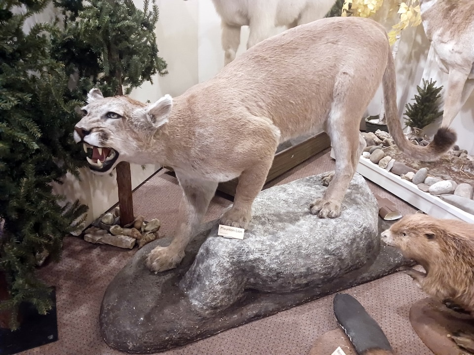 Mountain Lion from John Stach Story
