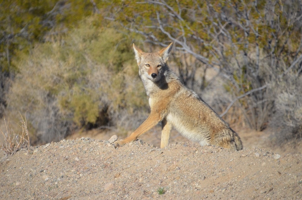 coyote looking at me Hunting Protection from CCW Safe Membership
