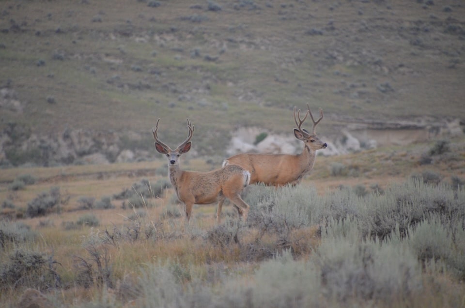 hunting remote area Hunting Protection from CCW Safe Membership