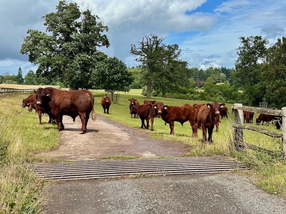 Cows on Englands Public footpaths