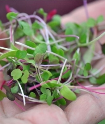 indoor microgarden feature - 1