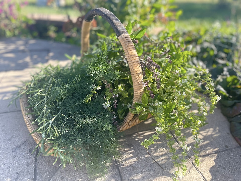 basket of cut herbs