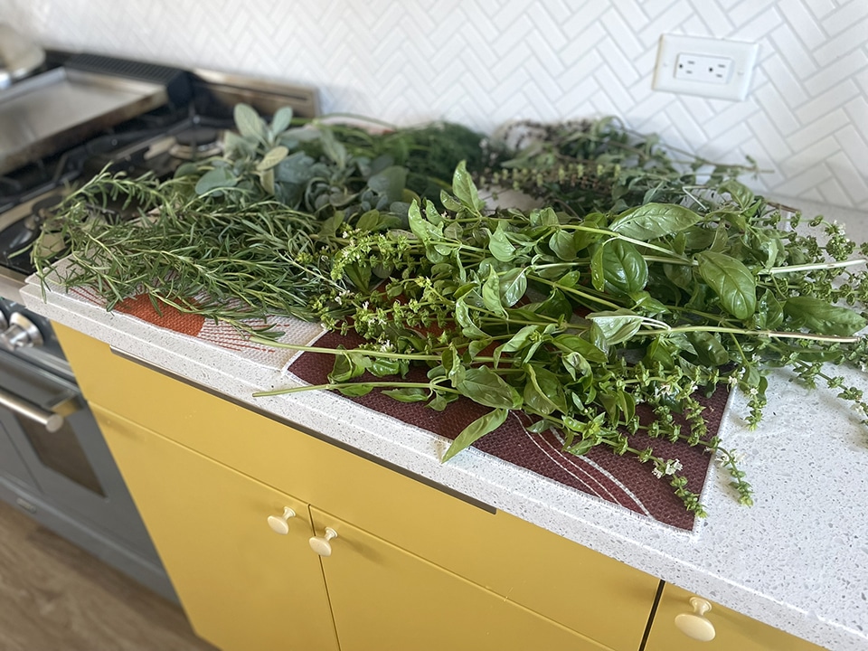 herbs drying on the counter