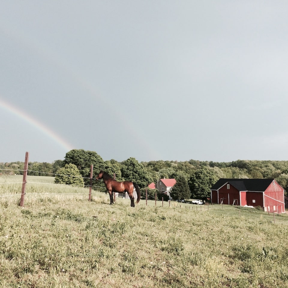 Katie Hostetler Horse