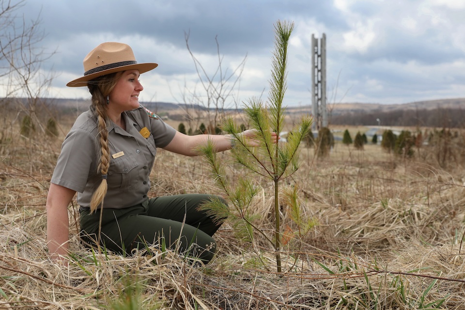 Tree Seedling Katie Hostetler