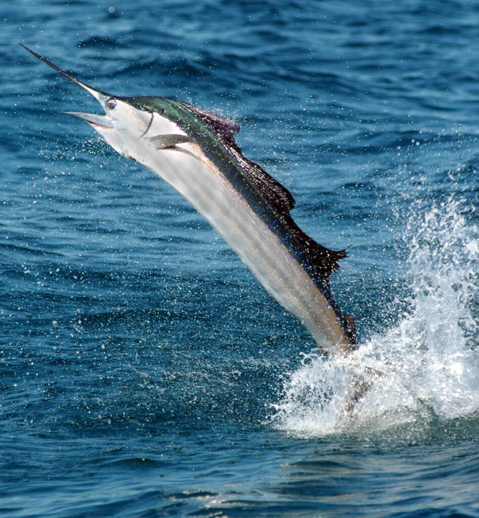 sailfish