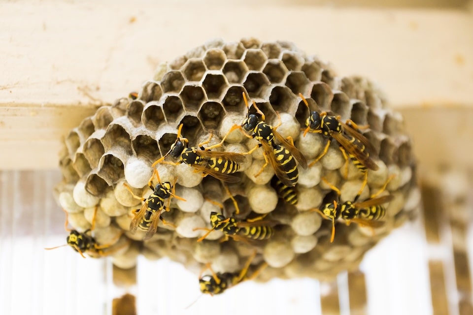 wasp-nest
