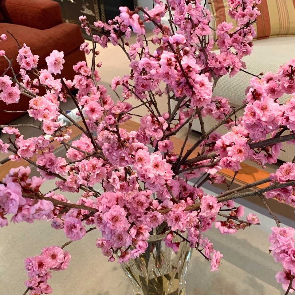 Plum blossoms symbolize hope, perseverance, beauty and purity. During Chinese New Year, plum blossoms are popular flower arrangements to welcome the lunar New Year and the coming of Spring.