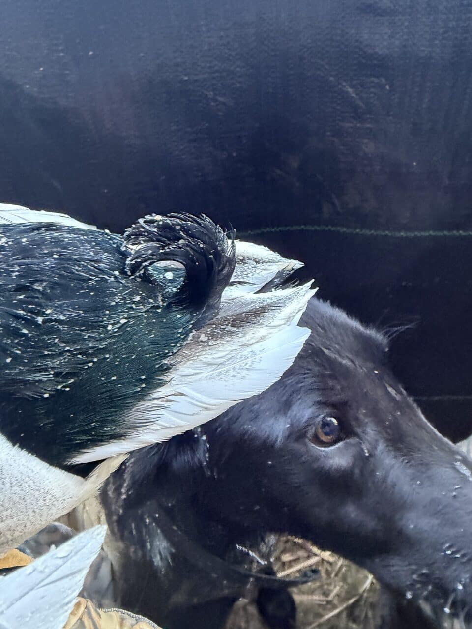 Duck dog Karma