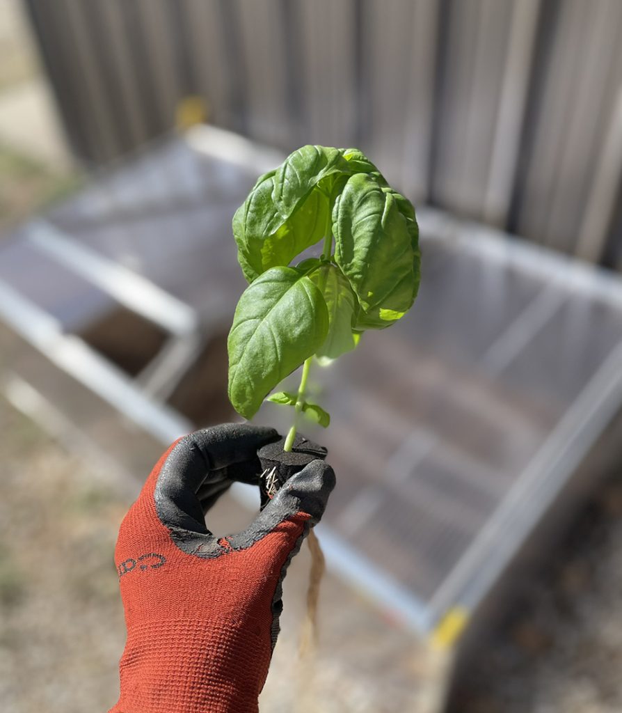Basil ready to be planted