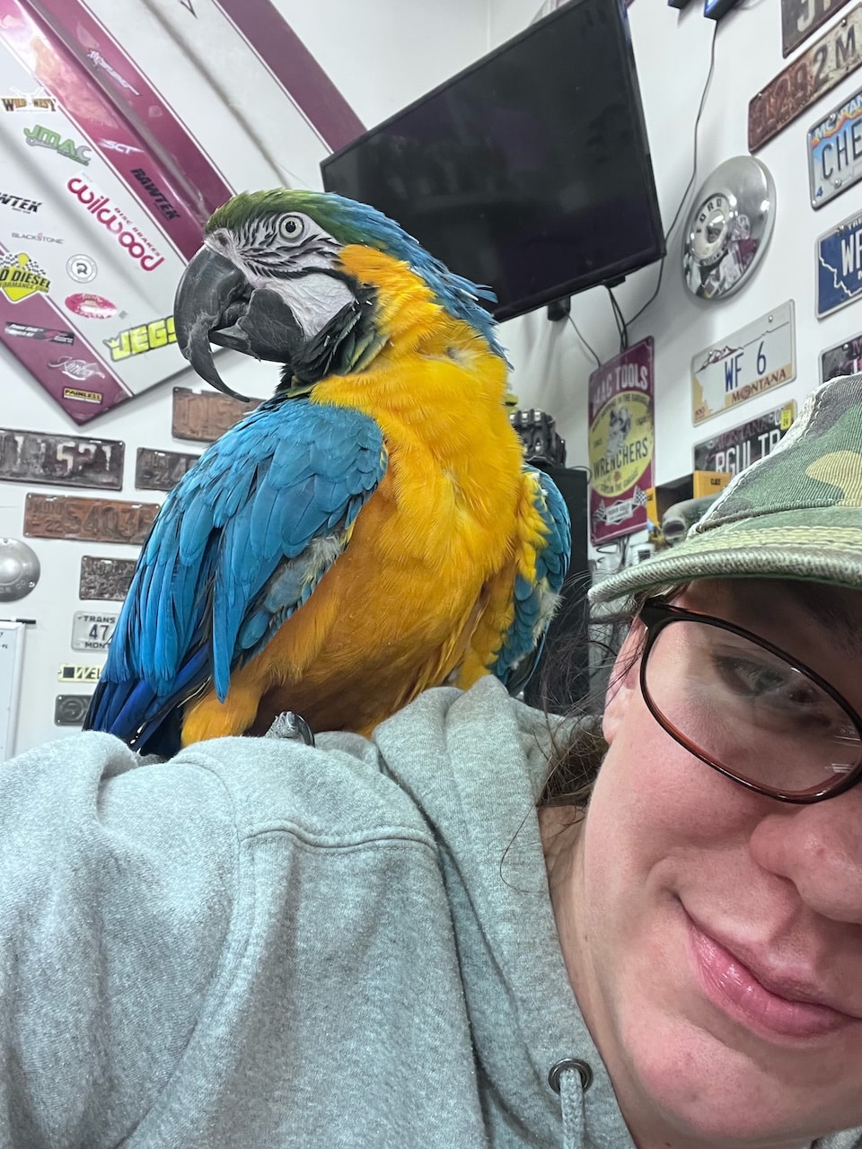 Karlie Slayer Macaw