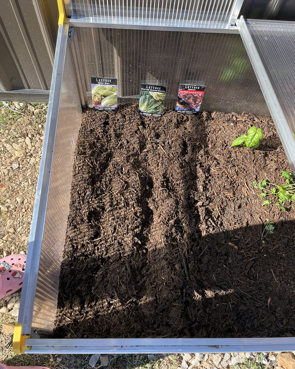 Lettuce seeds in cold frame