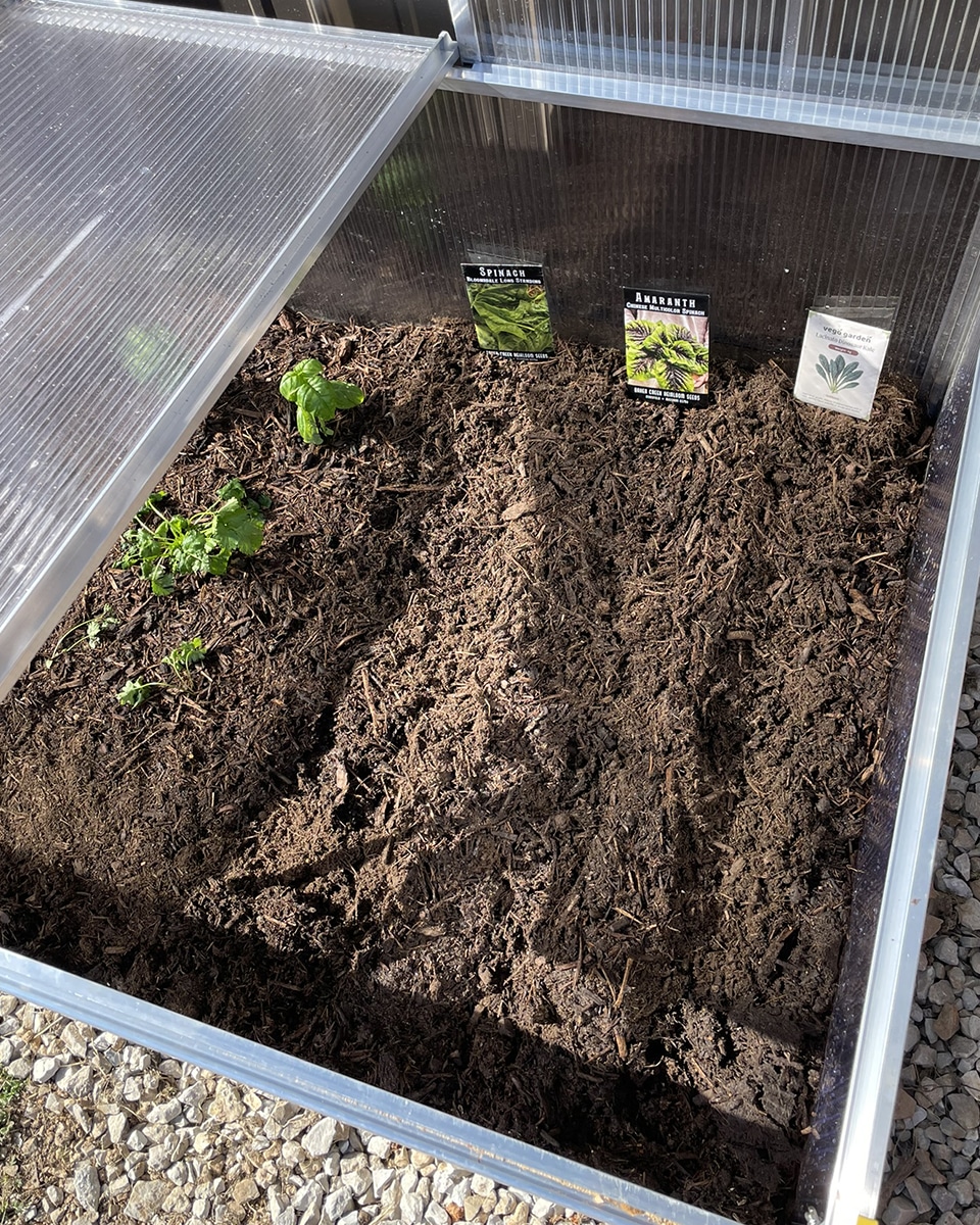 Spinach and kale in cold frame