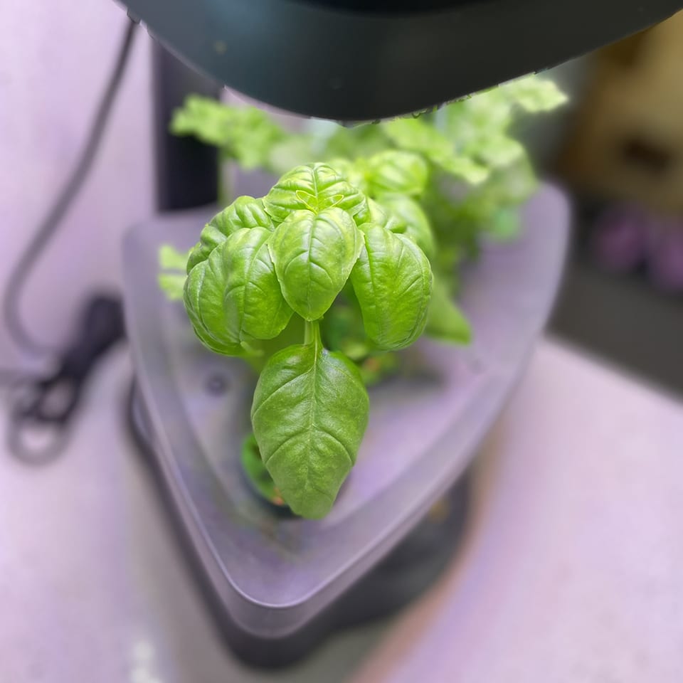 Starting herbs in Aerogarden