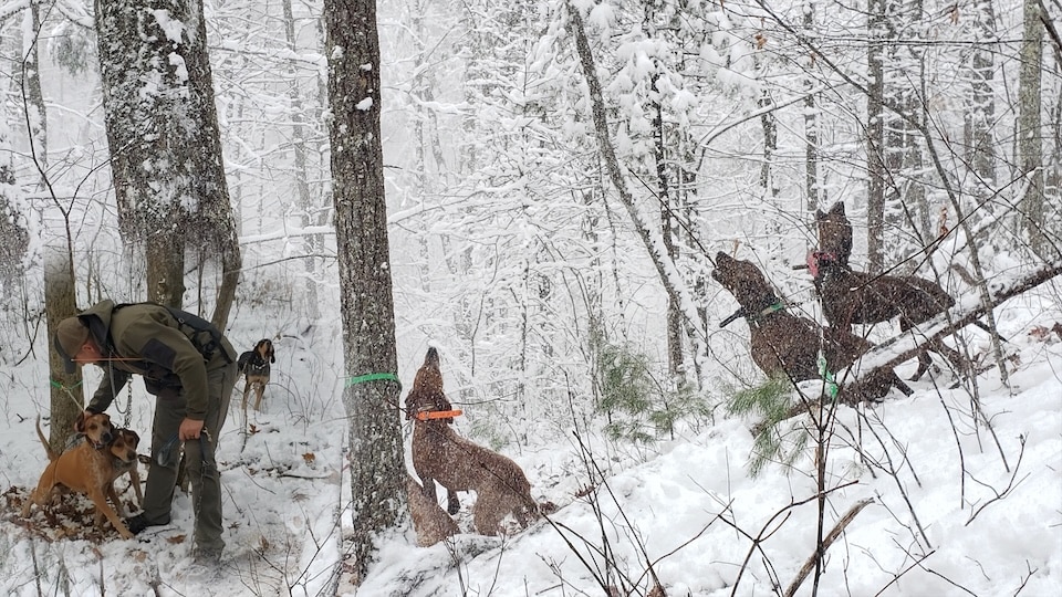 Hounds Part of the Family (Ruth Atherton Photo)