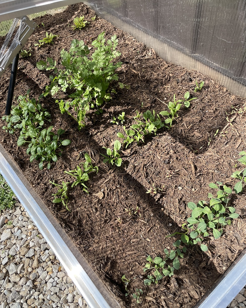 Cilantro and parsley in cold frame