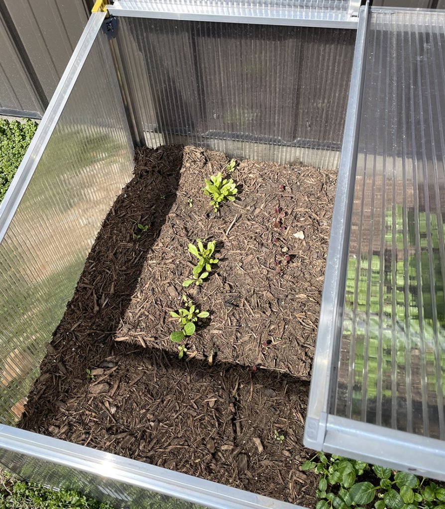 Lettuce in cold frame